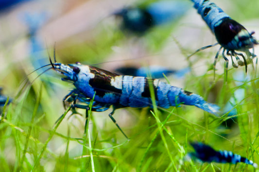 Caridina Blue Shadow Mosura zwei Tiere vor Wasserpflanzen – deutsche Nachzucht von garnelen-pott.live Essen