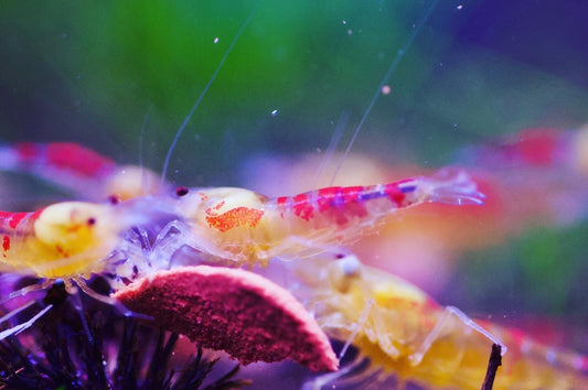 Caridina Golden Dragon Bee Nahaufnahme zweier Tiere – deutsche Nachzucht von garnelen-pott.live Essen