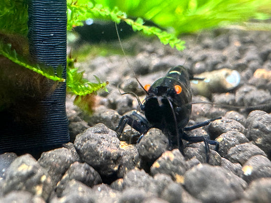 Caridina King Kong OE Garnele aus deutscher Nachzucht, Orange Eyes frontal – garnelen-pott.live Essen