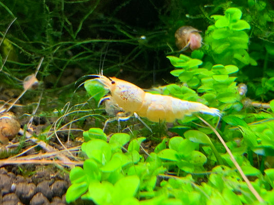 Caridina Pure White Line vor grünen Pflanzen – deutsche Nachzucht von garnelen-pott.live Essen