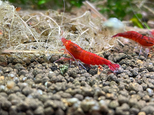 Caridina Red Devil OE zwei Tiere auf Kies – deutsche Nachzucht von garnelen-pott.live Essen