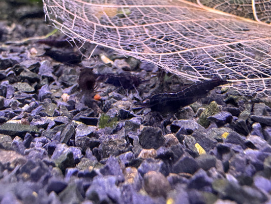 Neocaridina Black Sakura auf dunklem Kies – deutsche Nachzucht von garnelen-pott.live Essen