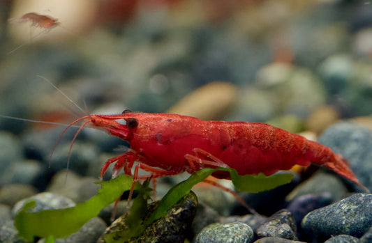 Neocaridina Bloody Mary High Grade Einzeltier auf hellem Kies – deutsche Nachzucht von garnelen-pott.live Essen