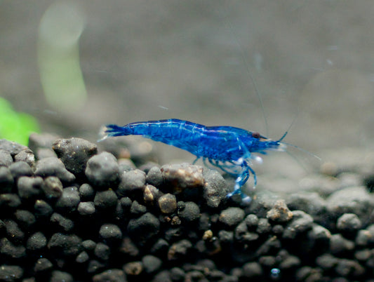 Neocaridina Blue Dream auf dunklem Soil – deutsche Nachzucht von garnelen-pott.live Essen