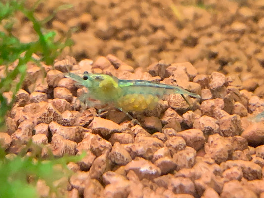 Neocaridina Blue Jelly Einzeltier auf Soil – deutsche Nachzucht von garnelen-pott.live Essen