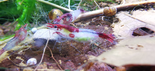 Neocaridina Red Blue Rilli Gruppe an einem Blatt – deutsche Nachzucht von garnelen-pott.live Essen