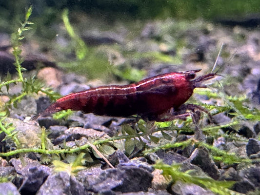 Neocaridina Red Onyx Garnele im Aquarium aus deutscher Nachzucht – garnelen-pott.live Essen
