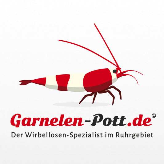 garnelen-pott.live Geschenkgutschein – garnelen-pott.live Essen