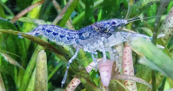 Blau/Brauner Zwergflußkrebs aus deutscher Nachzucht – garnelen-pott.live Essen