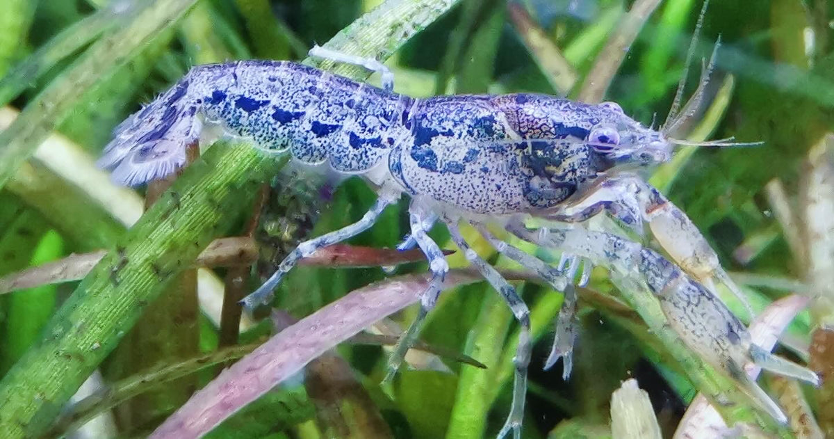 Blau/Brauner Zwergflußkrebs aus deutscher Nachzucht – garnelen-pott.live Essen – Ansicht 2