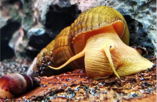 Tylomelania sp. Apricot aus deutscher Nachzucht – garnelen-pott.live Essen
