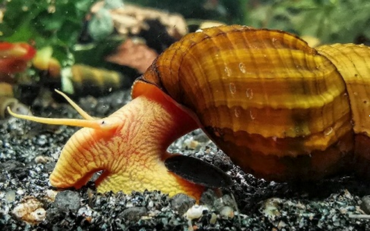 Tylomelania sp. Apricot aus deutscher Nachzucht – garnelen-pott.live Essen – Ansicht 2
