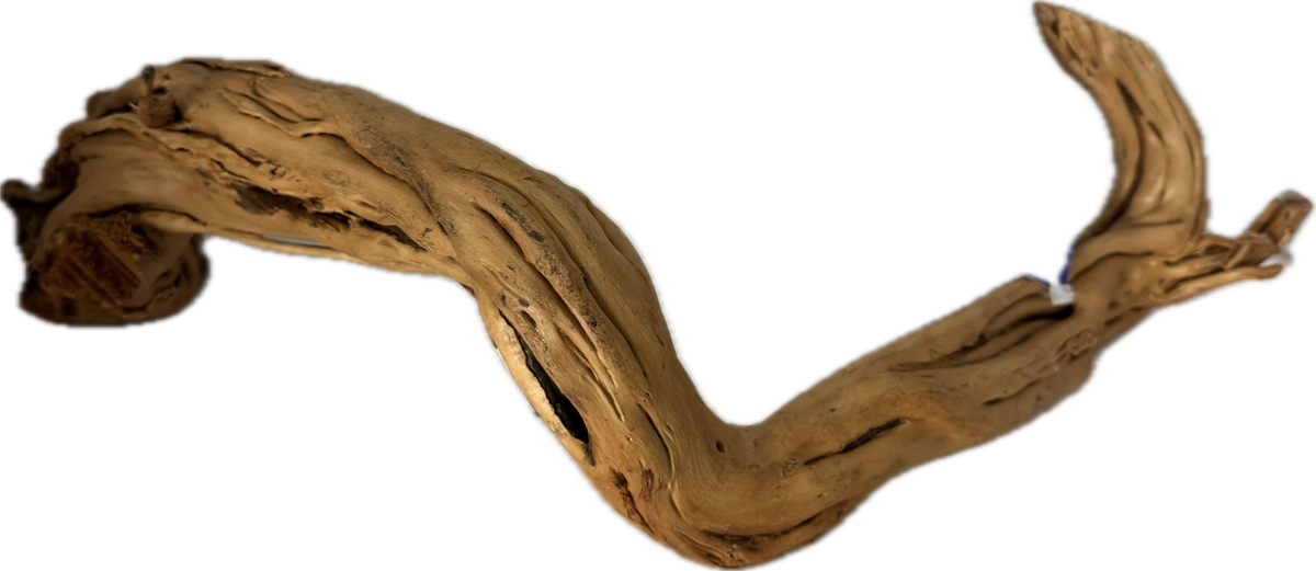 Curl Wood Mittel 40–60 cm – Aquariumwurzel fürs Scape – Aquariendeko von garnelen-pott.live Essen – Ansicht 4