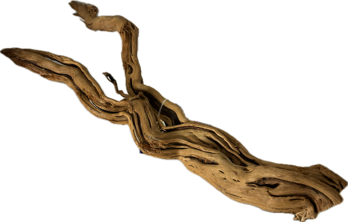 Curl Wood Mittel 40–60 cm – Aquariumwurzel fürs Scape – Aquariendeko von garnelen-pott.live Essen