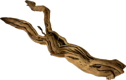 Curl Wood Mittel 40–60 cm – Aquariumwurzel fürs Scape – Aquariendeko von garnelen-pott.live Essen