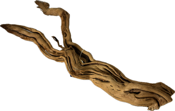 Curl Wood Mittel 40–60 cm – Aquariumwurzel fürs Scape – Aquariendeko von garnelen-pott.live Essen