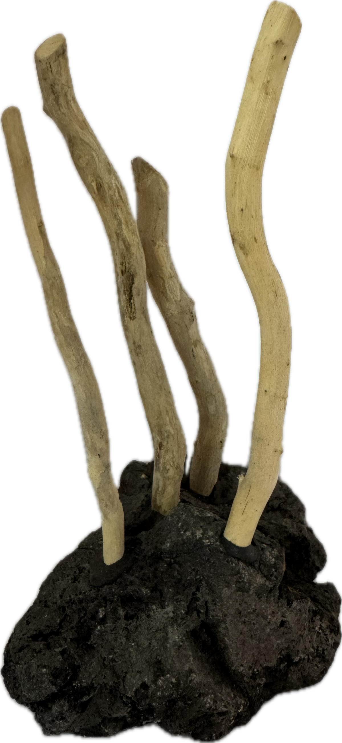 Coffee Rock mit Wurzel – Hardscape für Aquarien – Aquariendeko von garnelen-pott.live Essen – Ansicht 2
