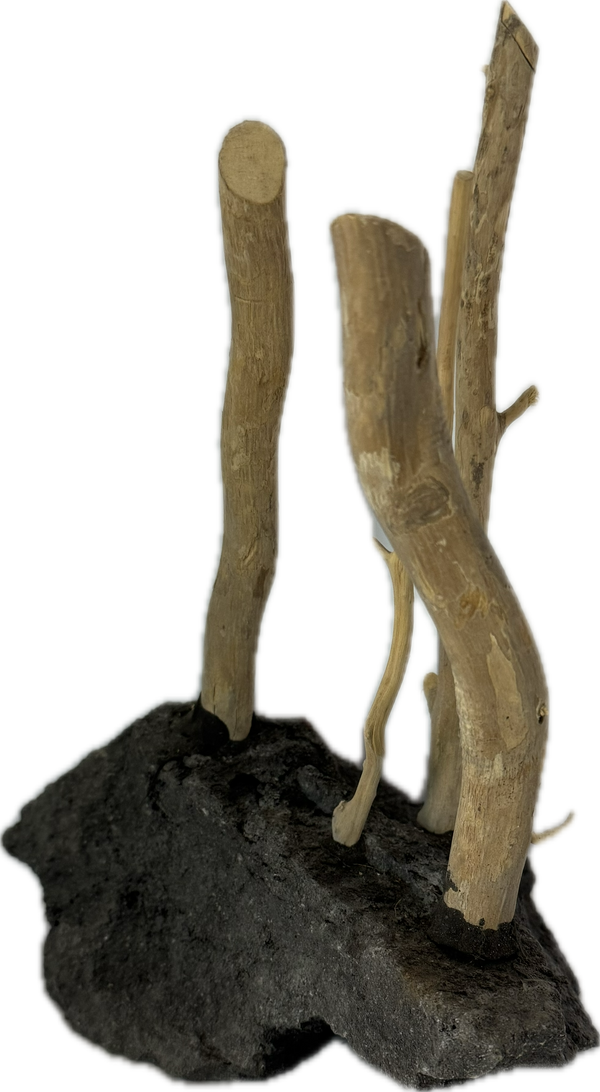 Coffee Rock mit Wurzel – Hardscape für Aquarien – Aquariendeko von garnelen-pott.live Essen