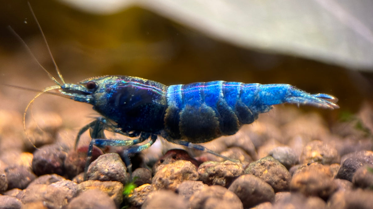 Caridina Blue Bolt aus deutscher Nachzucht – garnelen-pott.live Essen