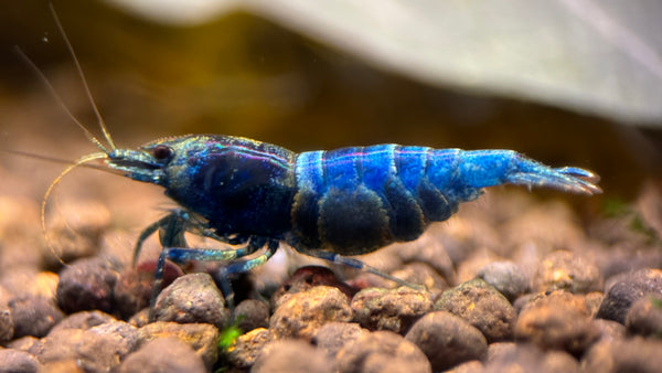 Caridina Blue Bolt aus deutscher Nachzucht – garnelen-pott.live Essen