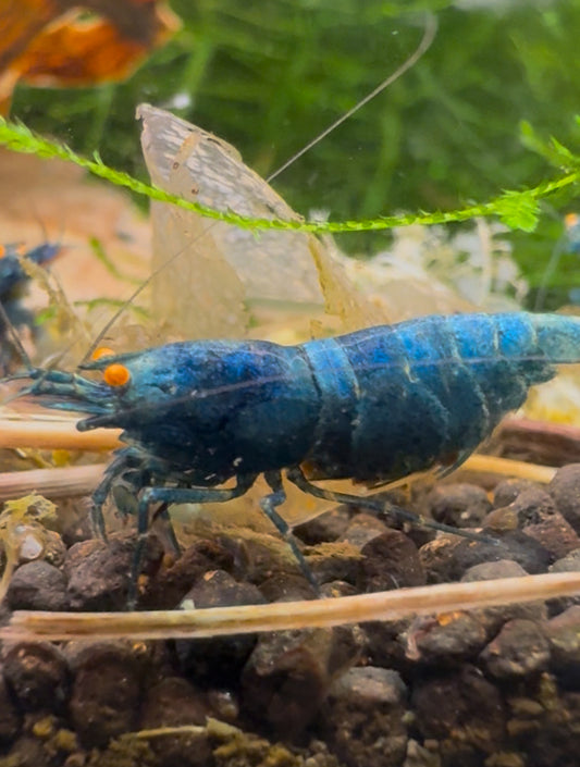 Caridina Blue Bolt OE aus deutscher Nachzucht – garnelen-pott.live Essen