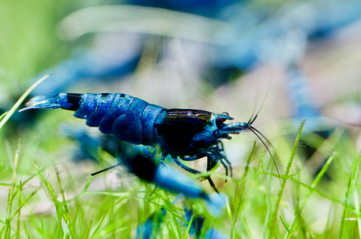 Caridina Blue Shadow Mosura aus deutscher Nachzucht – garnelen-pott.live Essen