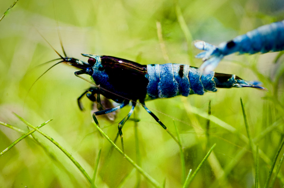 Caridina Blue Shadow Mosura Nahaufnahme im bepflanzten Becken – deutsche Nachzucht von garnelen-pott.live Essen