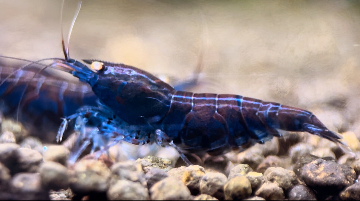Caridina Blue Tiger OE aus deutscher Nachzucht – garnelen-pott.live Essen