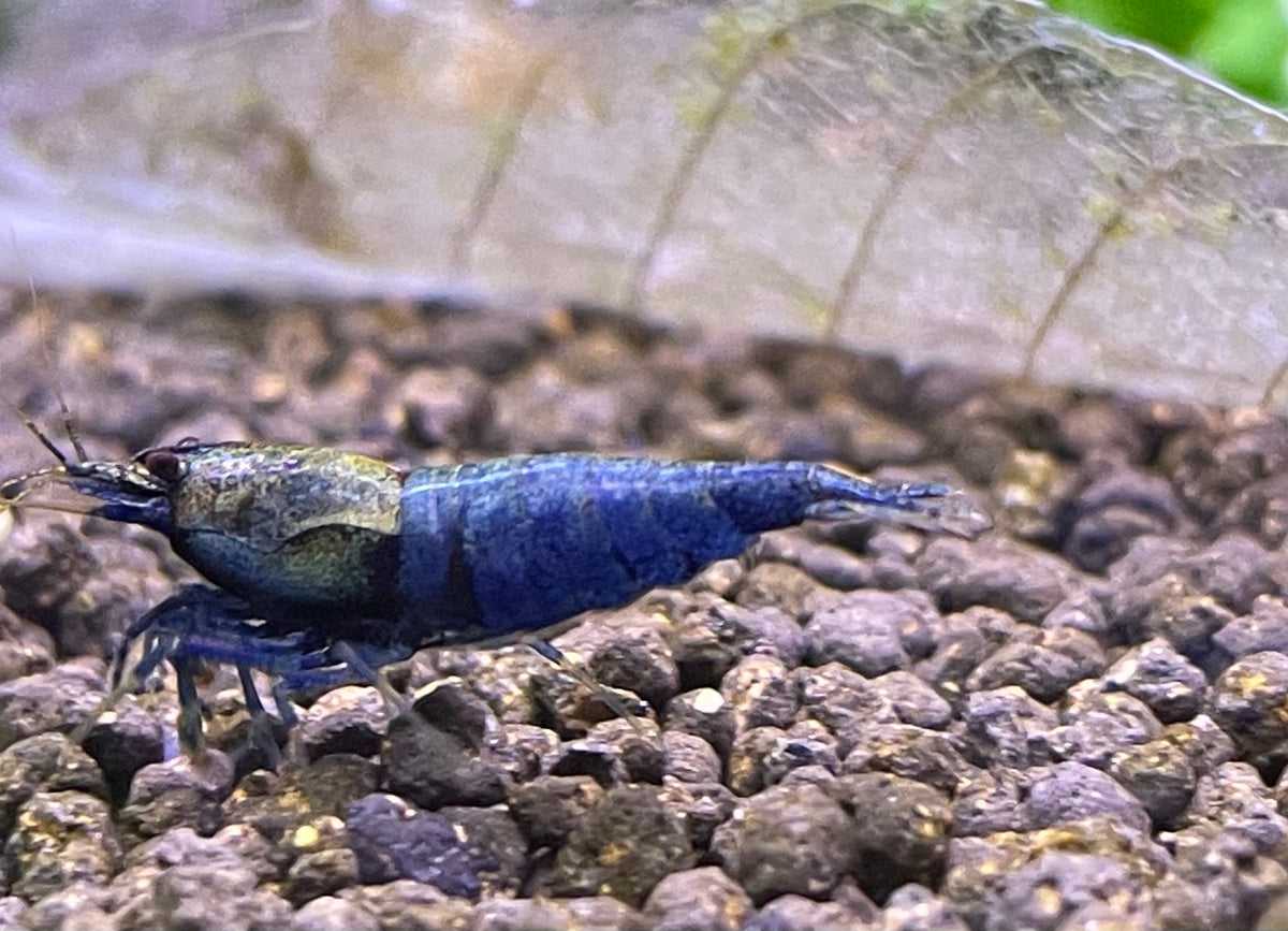 Caridina Crazy Blue aus deutscher Nachzucht – garnelen-pott.live Essen