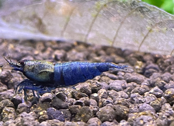 Caridina Crazy Blue aus deutscher Nachzucht – garnelen-pott.live Essen
