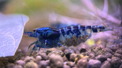 Caridina Dragon Blood aus deutscher Nachzucht – garnelen-pott.live Essen