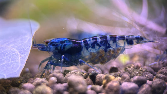 Caridina Dragon Blood aus deutscher Nachzucht – garnelen-pott.live Essen