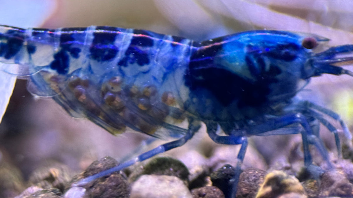 Caridina Dragon Blood Nahaufnahme auf Kies – deutsche Nachzucht von garnelen-pott.live Essen