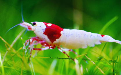 Caridina Ellen Wang PRL aus deutscher Nachzucht – garnelen-pott.live Essen