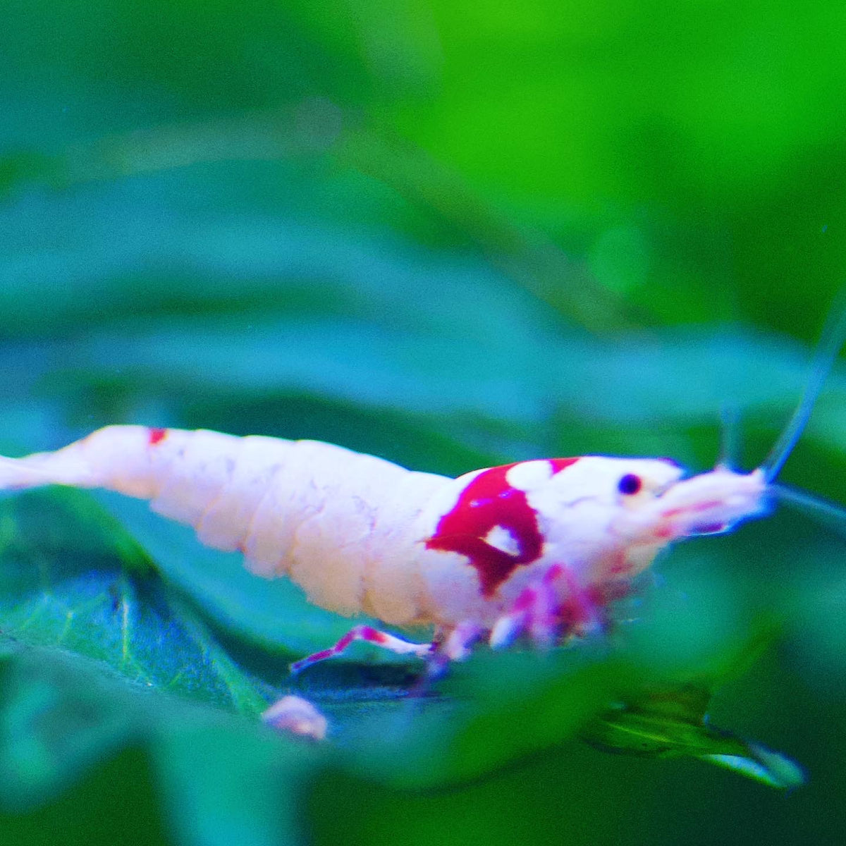 Caridina Ellen Wang PRL Nahaufnahme im Aquarium – deutsche Nachzucht von garnelen-pott.live Essen