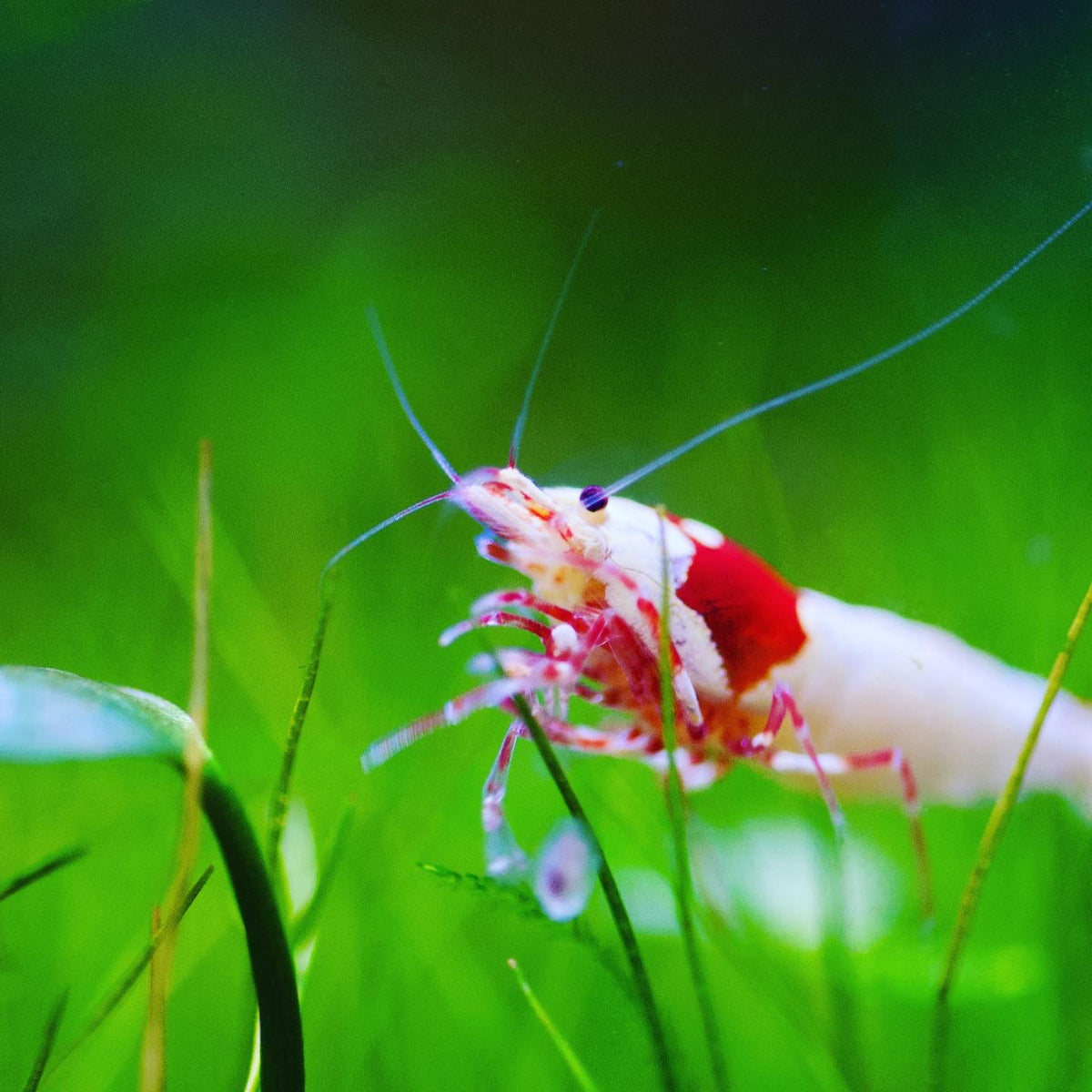 Caridina Ellen Wang PRL Einzeltier zwischen Pflanzen – deutsche Nachzucht von garnelen-pott.live Essen