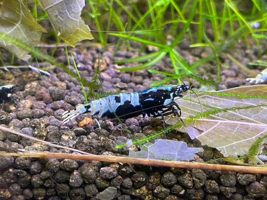 Caridina Galaxy Pinto aus dem Boa-Stamm – deutsche Nachzucht von garnelen-pott.live Essen