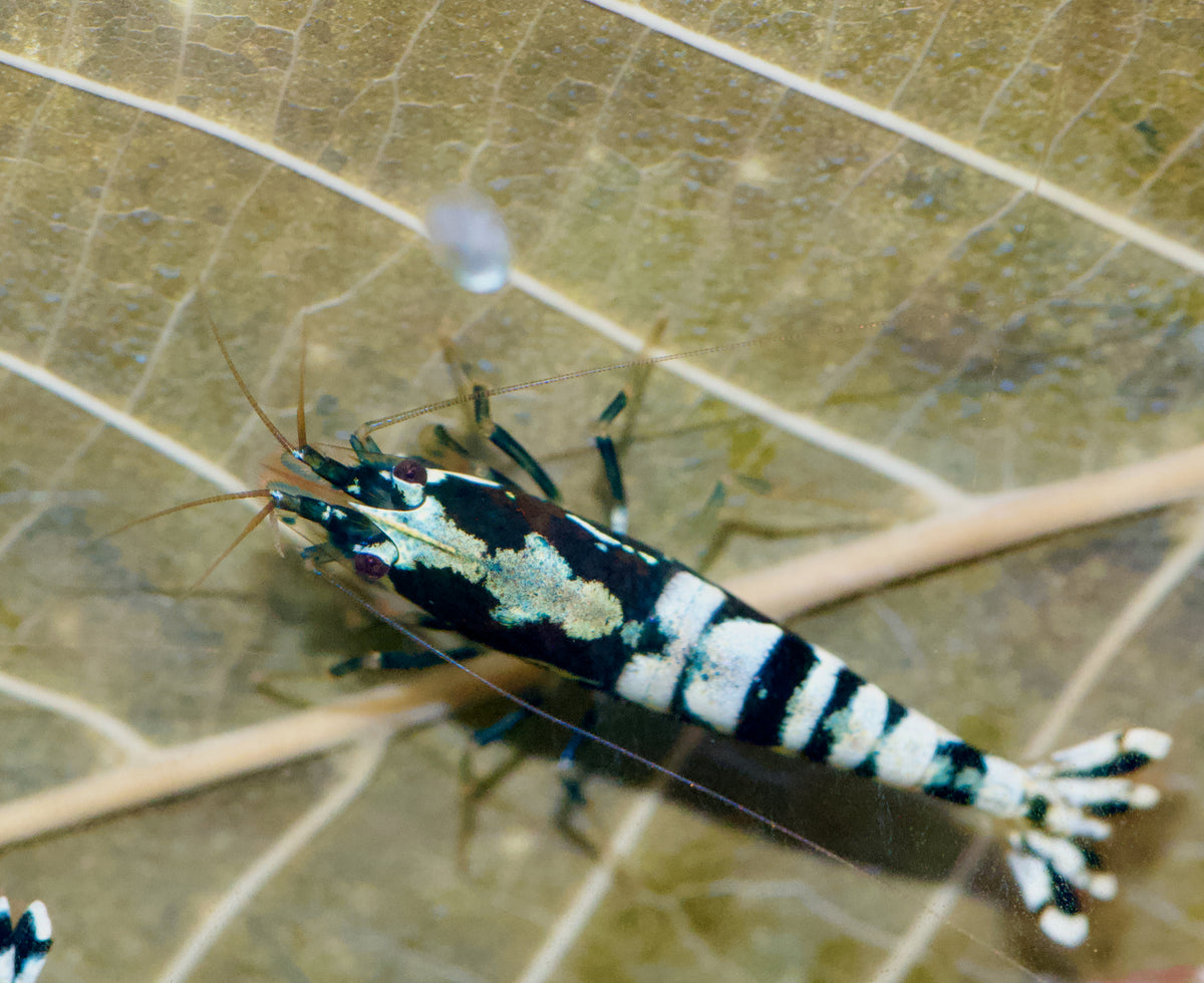 Caridina Galaxy Pinto Boa-Stamm auf einem Blatt – deutsche Nachzucht von garnelen-pott.live Essen