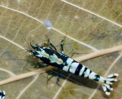 Caridina Galaxy Pinto Boa-Stamm auf einem Blatt – deutsche Nachzucht von garnelen-pott.live Essen