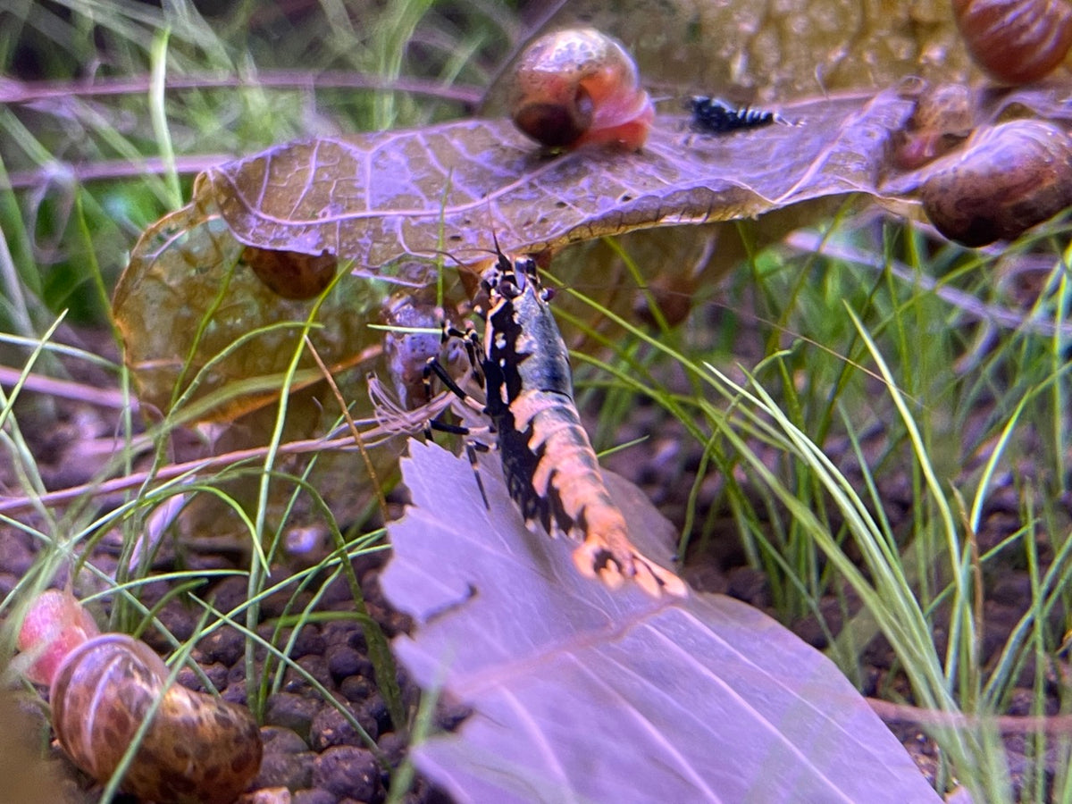 Caridina Galaxy Pinto Boa-Stamm mit Schnecken im Aquarium – deutsche Nachzucht von garnelen-pott.live Essen
