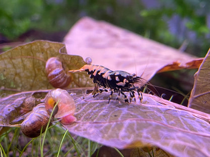 Caridina Galaxy Pinto Boa-Stamm Nahaufnahme auf einem Laubblatt – deutsche Nachzucht von garnelen-pott.live Essen