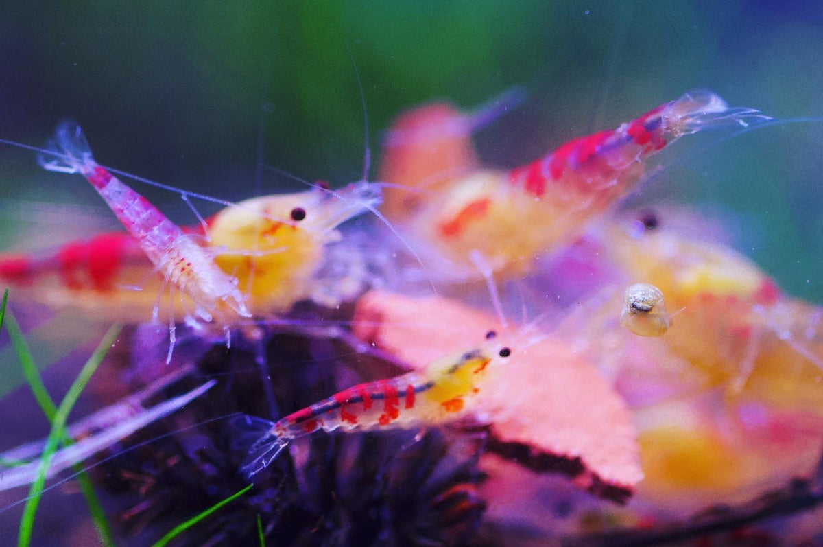 Caridina Golden Dragon Bee aus deutscher Nachzucht – garnelen-pott.live Essen