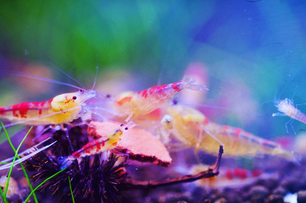 Caridina Golden Dragon Bee Gruppe an einem Blatt – deutsche Nachzucht von garnelen-pott.live Essen
