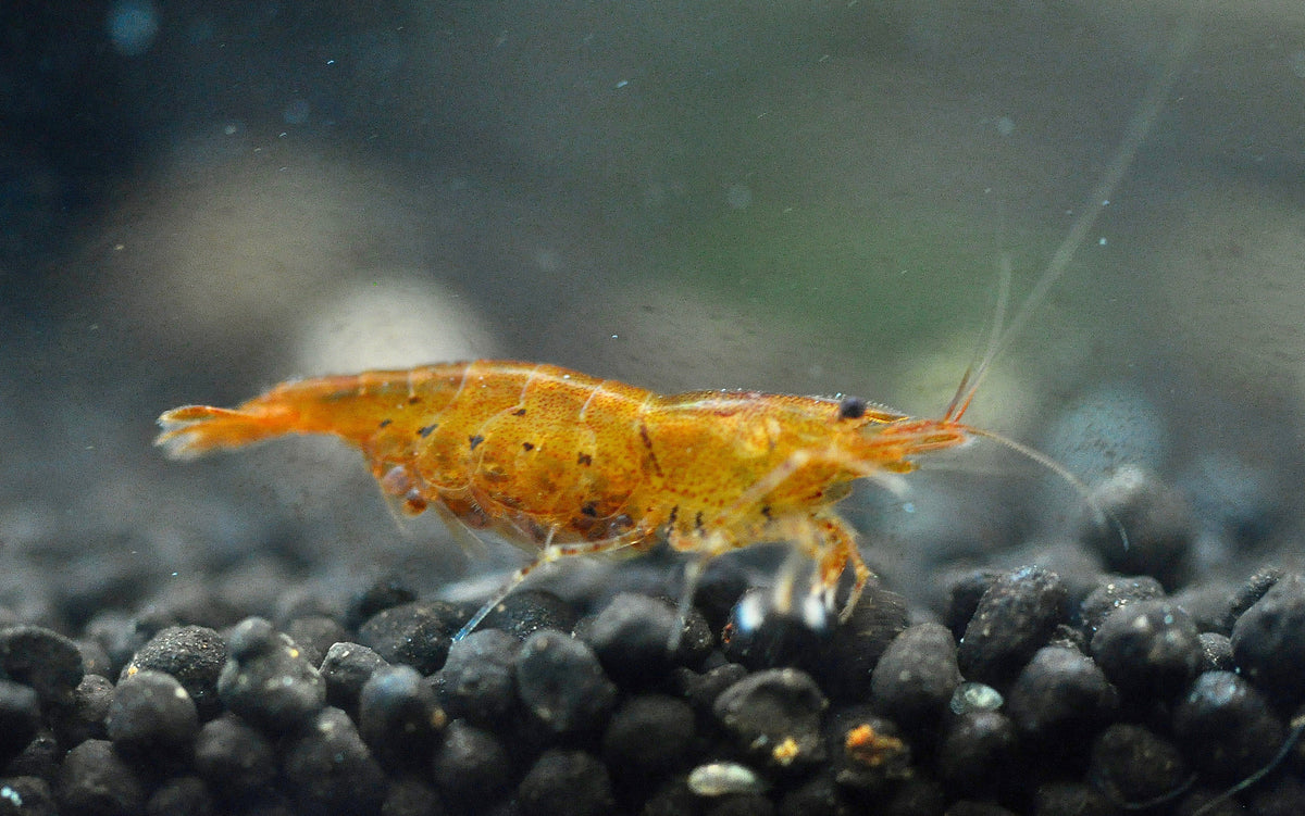 Caridina Golden Tiger aus deutscher Nachzucht – garnelen-pott.live Essen