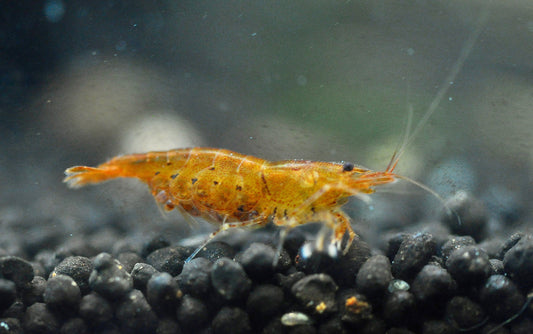 Caridina Golden Tiger aus deutscher Nachzucht – garnelen-pott.live Essen