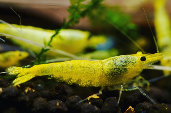 Caridina Green Lemon aus deutscher Nachzucht – garnelen-pott.live Essen