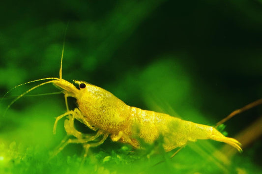 Caridina Green Lemon Nahaufnahme vor grünem Hintergrund – deutsche Nachzucht von garnelen-pott.live Essen