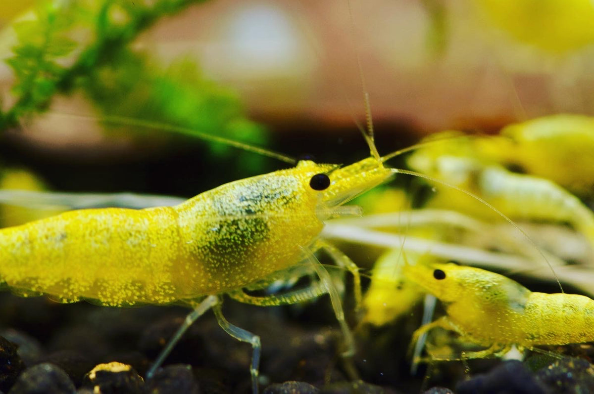 Caridina Green Lemon zwei Tiere auf Soil – deutsche Nachzucht von garnelen-pott.live Essen
