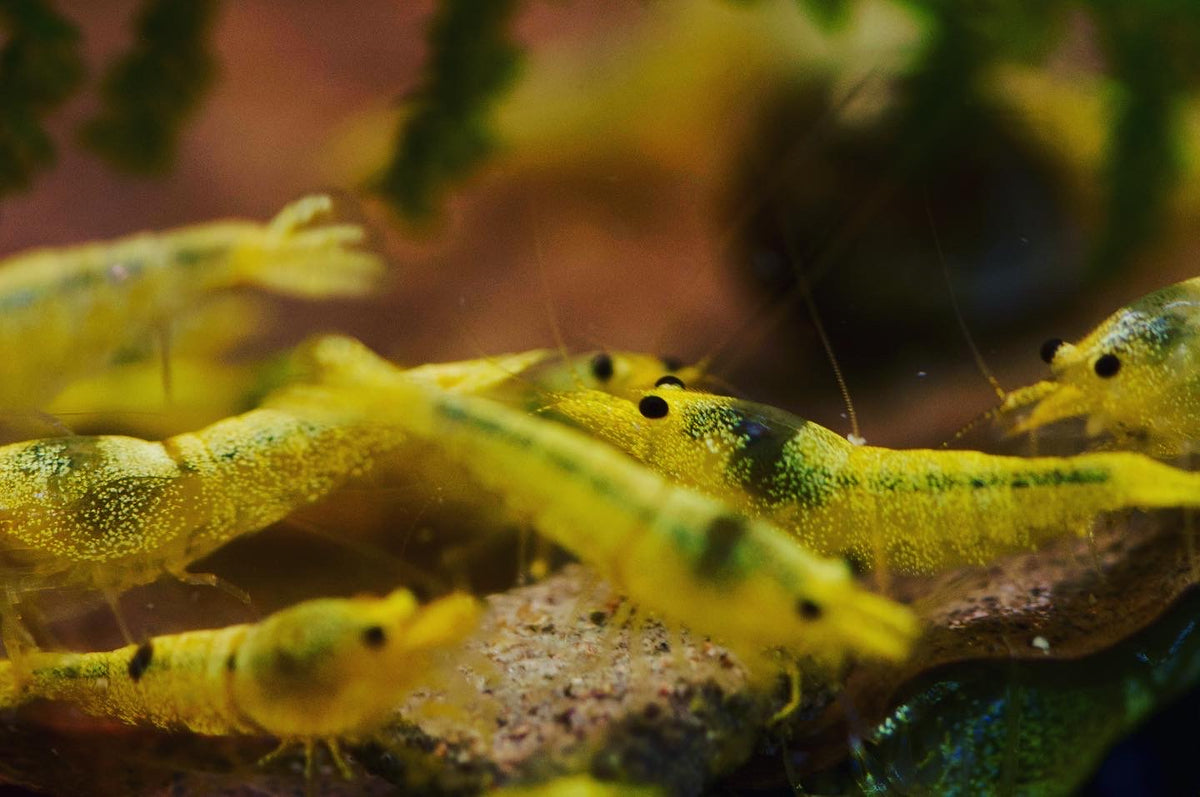 Caridina Green Lemon Gruppe im Aquarium – deutsche Nachzucht von garnelen-pott.live Essen