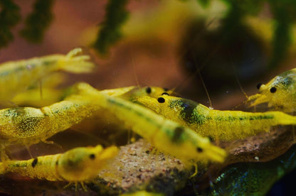 Caridina Green Lemon Gruppe im Aquarium – deutsche Nachzucht von garnelen-pott.live Essen